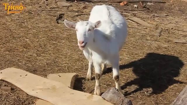 Козлятки на детской площадке смотреть онлайн