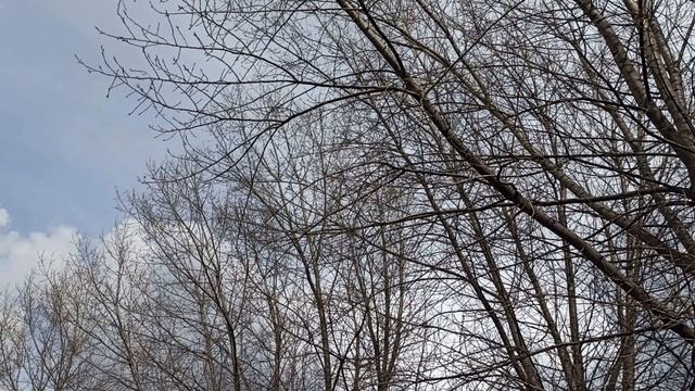 19 мая народный праздник День Иова. Народные приметы и традиции. Запреты дня. смотреть онлайн