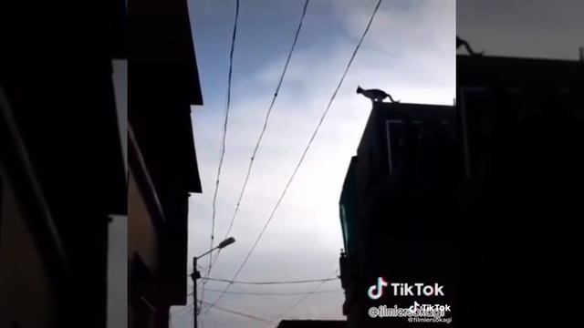 Gato volador 2.0 смотреть онлайн