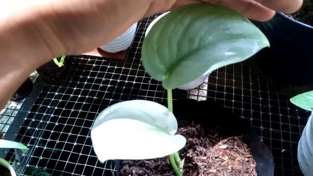 scindapsus silver platinum смотреть онлайн