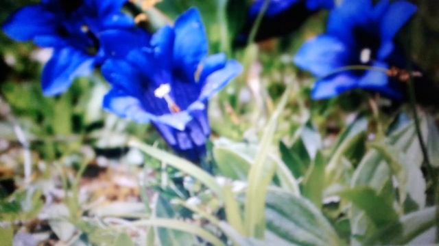 Горечавка:лечебные свойства и противопоказания. смотреть онлайн