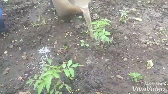 Удобрение помидоров нашатырным спиртом смотреть онлайн