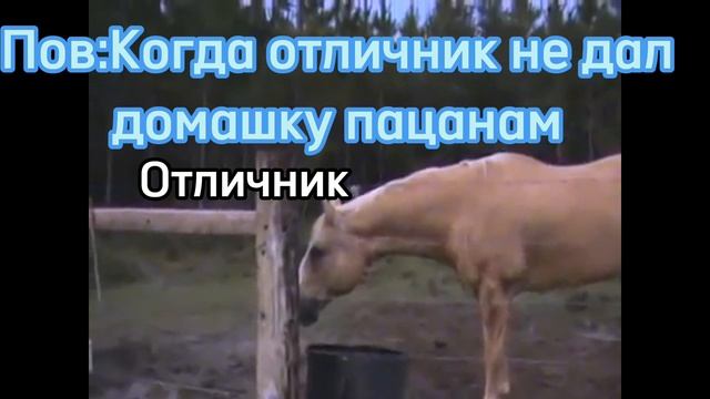 Жиза?