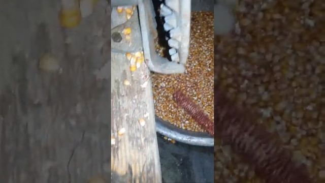 Ручная лущилка для кукурузы СССР