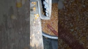 Ручная лущилка для кукурузы СССР