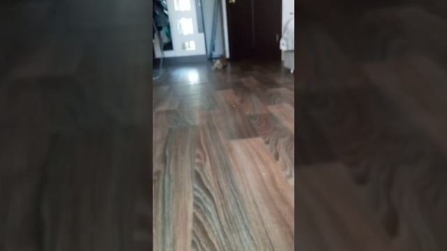 Что стало с Кариной? 👀, Она реально превратилась в Кошку?? 👀🐈 смотреть онлайн