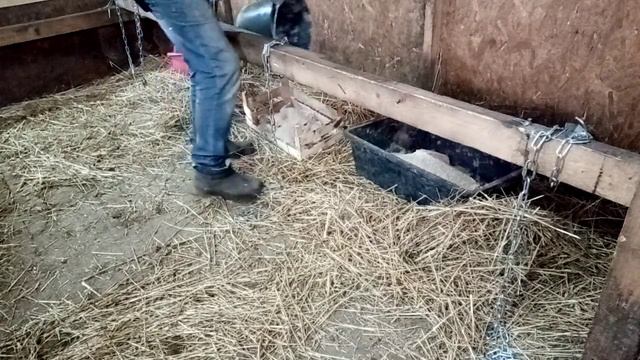 Как и чем кормлю коров в обед. смотреть онлайн