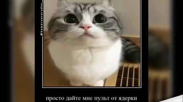 Интересно, ПОКО ВЗОРВЕТСЯ? ОТВЕТ В КОМЕННТАХ, КТО ПРАВИЛЬНО ОТВЕТИЛ ТОМУ ЛАЙК смотреть онлайн
