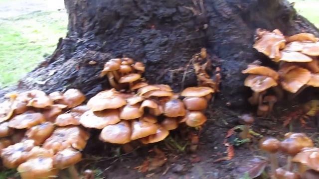 Wild Mushrooms . Edible or Not? смотреть онлайн