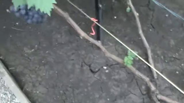 Мускат розовый смотреть онлайн