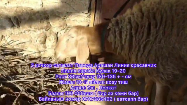 2 Арашан кочкор сатылат. Линия Красавчик карабл Кулак 19-20 Рост 83см Узуну 130-135смТел: 070728540 смотреть онлайн