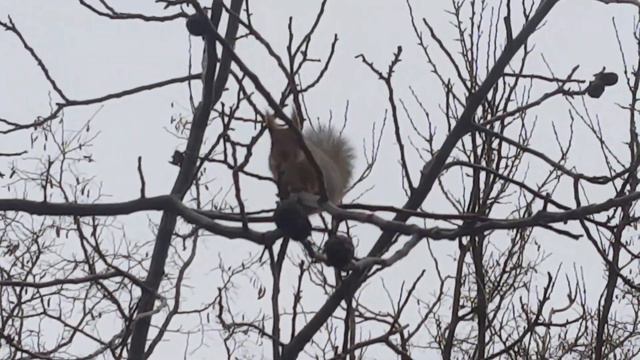 Геленджик. Белка на орешнике смотреть онлайн