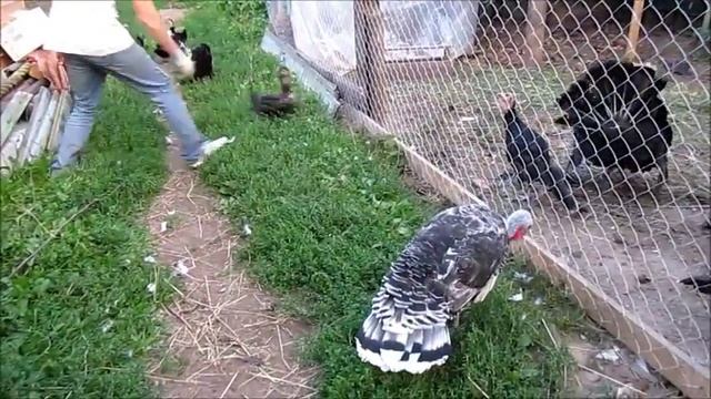 Индюшки смотреть онлайн