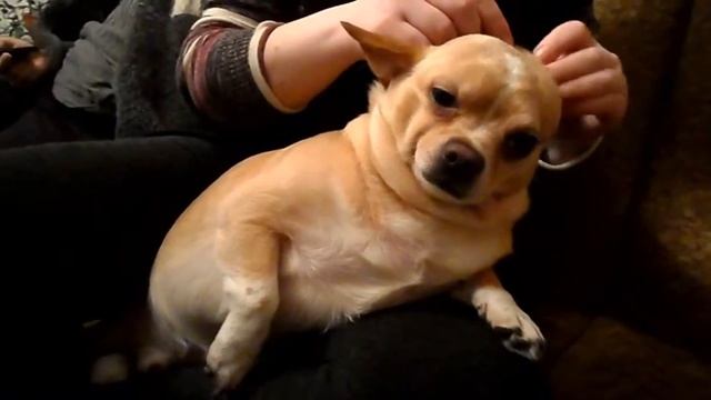 Чистка ушей с улыбкой | Ear cleaning with a smile смотреть онлайн