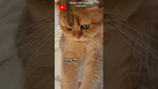 Глисты больше не болеют 😂😂😂#кошка #юмор смотреть онлайн