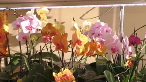 УТРО, СОЛНЦЕ, ОРХИДЕИ!  " Как Вы туда пробираетесь, чтобы полить? "