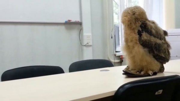 Когда Ёлка была маленьким милым хлебушком-фублинёнком. Очень милая сова