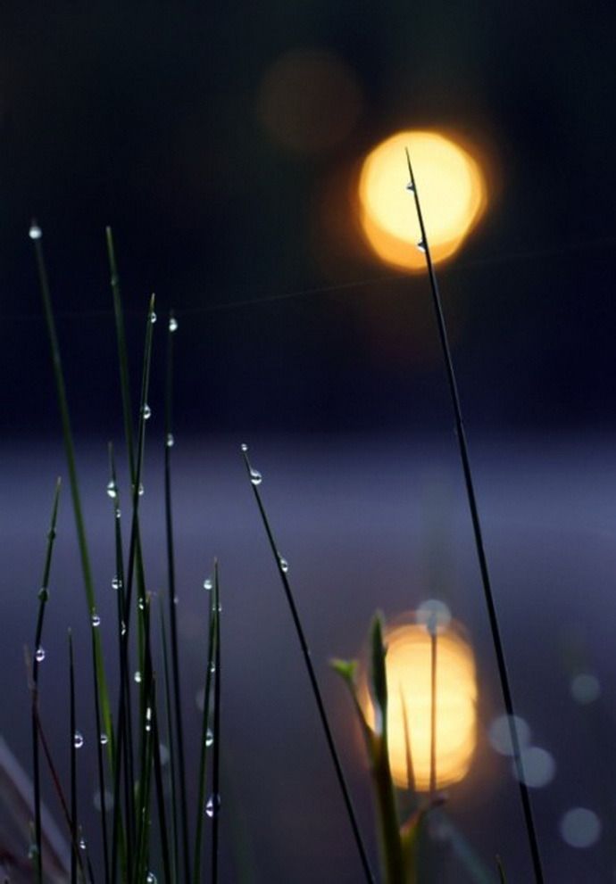 Самого Приятного Вечера! Спокойной ночи! Пожелание Доброго Вечера! Приятного сна!⭐?.