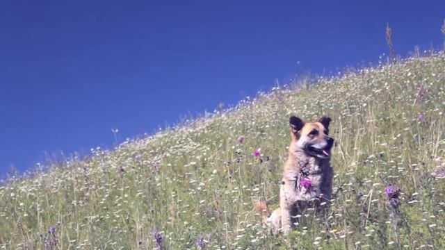 gora смотреть онлайн