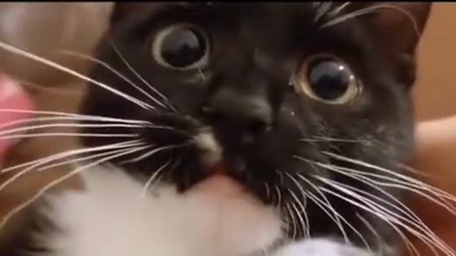 коту сломали мозг(и мне тоже) смотреть онлайн