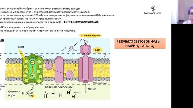 Лекция 10.2. Фотосинтез смотреть онлайн