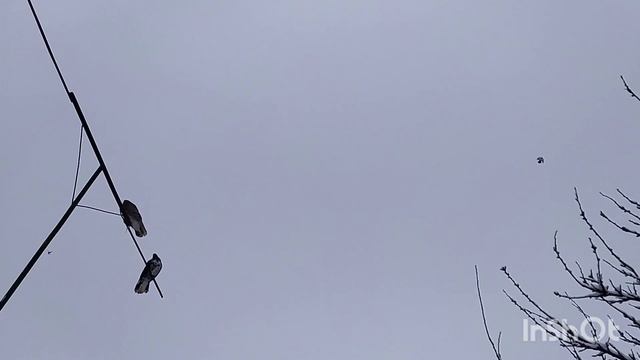 Николаевские голуби | Не удачная тренировка и такое бывает!!! смотреть онлайн