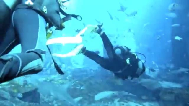 Diving the Lost City of Atlantis смотреть онлайн