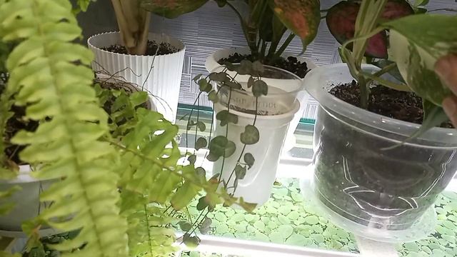 Мои цветочные джунгли в комнатке 9 кв.м. смотреть онлайн