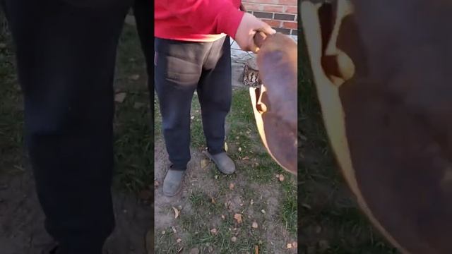 Немецкому буру около ста лет! смотреть онлайн