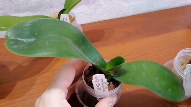 🌸Промежуточные Итоги Реанимации фаленопсисов🌠 20 дней спустя смотреть онлайн