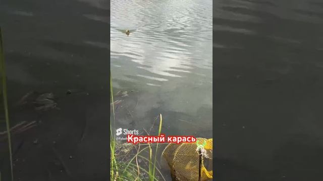 Редкость красный карась смотреть онлайн