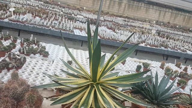 Агавы,Тефрокактусы,монстрозные долихотеле,маммилярии,лобивии,опунции.Мы в теплицах.Cacteen.346 смотреть онлайн