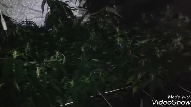 GDP and Kush cleaner review self-watering mini systems смотреть онлайн