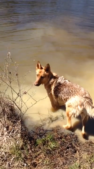 Немецкая овчарка не хочет уходить смотреть онлайн