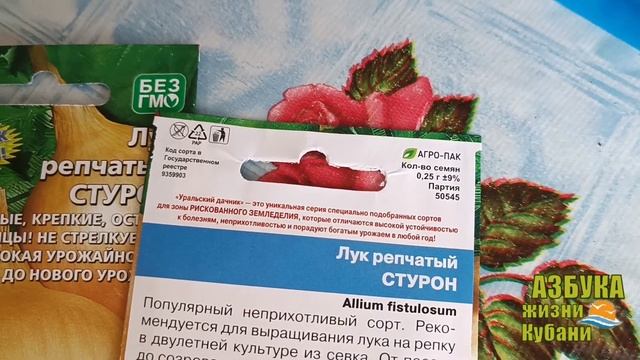 ЛУК РЕПЧАТЫЙ: СТУРОН. ОПИСАНИЕ. ХАРАКТЕРИСТИКА. ПОСЕВ. УХОД. ALLIUM CEPA L 'ALLIUM FISTULOSUM' смотреть онлайн