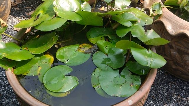 КАК ВЫРАЩИВАТЬ КУВШИНКИ В МИНИПРУДАХ? Нимфеи, которые можно купить для пруда! смотреть онлайн