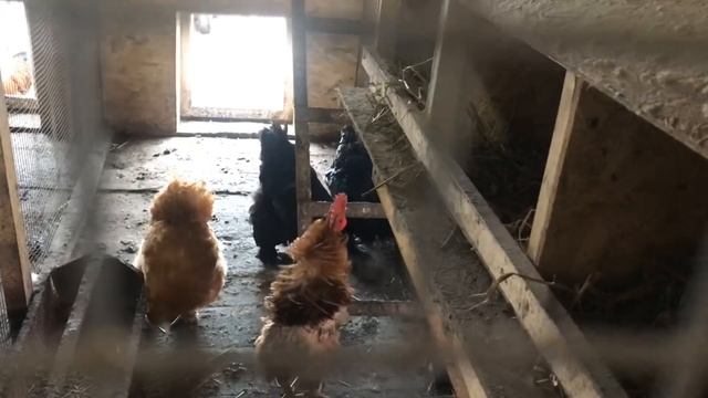 Павлины, Индюки и непорядочные продавцы . Большое подворье на женских плечах. Часть1. смотреть онлайн