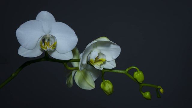 Flower are signed of love template for lovely editing #67 смотреть онлайн
