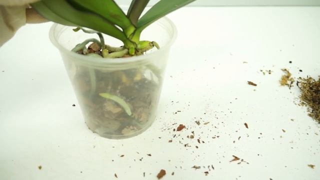 ПЕРЕСАДКА красивой ОРХИДЕИ фаленопсисJPM 158+АДАПТАЦИЯ за 3 месяца и 2 недели. смотреть онлайн