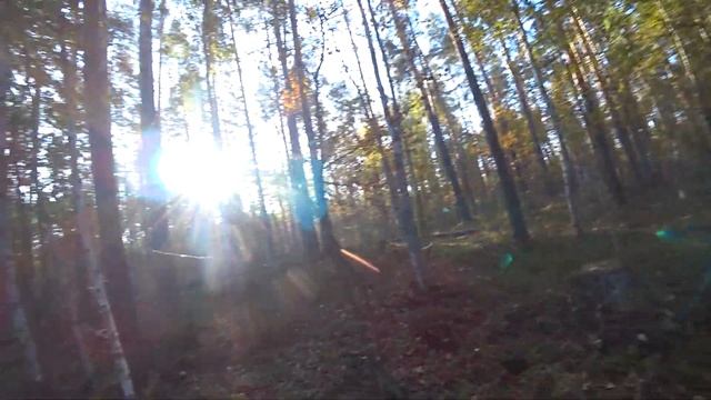 Семейный сбор грибов Ищем польские грибы 2021 смотреть онлайн