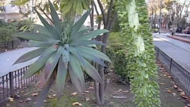 Agave Attenuata-Evento histórico en Plaza Fleming Barrio River- 01.06.2014 смотреть онлайн