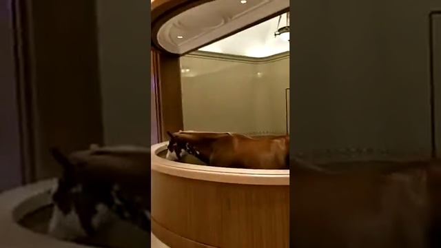 В мире самый дорогой конь смотреть онлайн