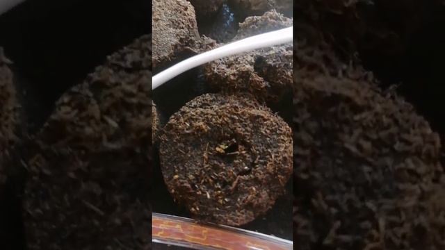 ч. 2 всходы эустомы и лимонного эвкалипта смотреть онлайн