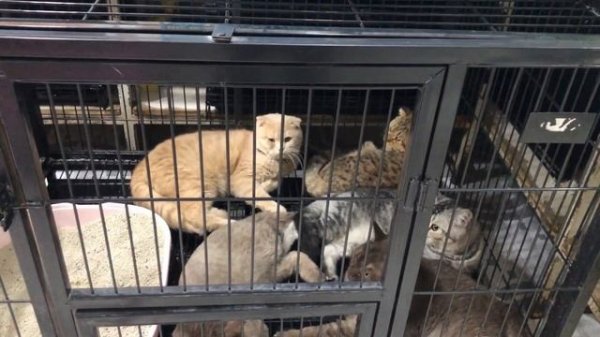 PET SHOP IN KUWAIT II FOR ANIMAL LOVER