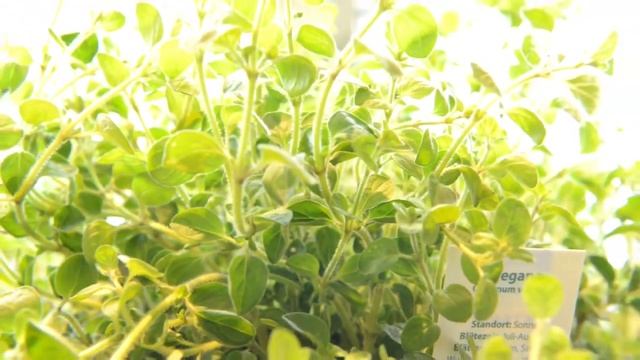 Йога & Аюрведа выходные в Шварцвальд, Германия смотреть онлайн