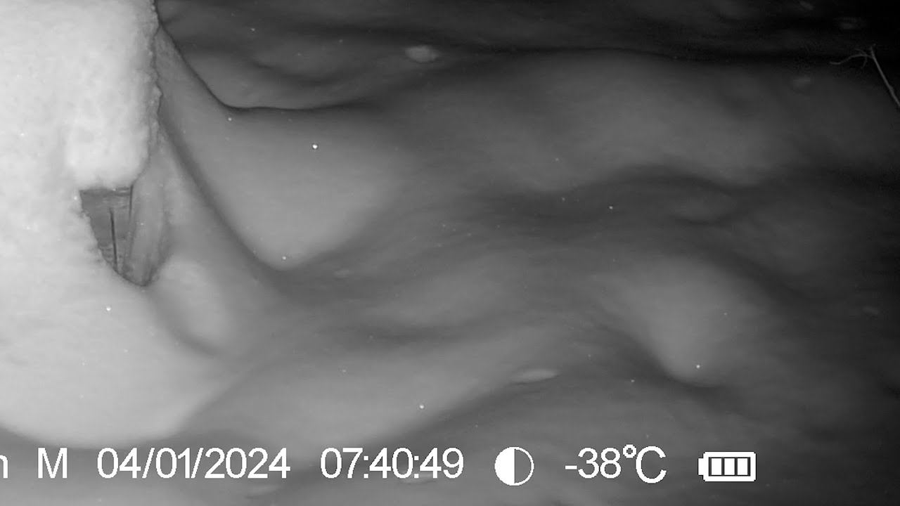 Лютый мороз -38 Фотоловушка SEELOCK S308W #7 / Солонец №5 смотреть онлайн