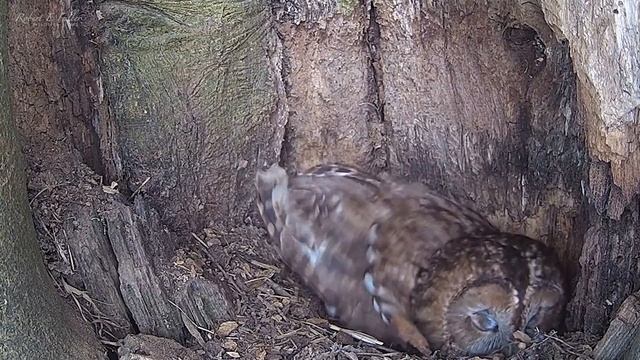 Tawny Owls Overcome Tragic Losses To Lay New Eggs At Ash Wood | Bonnie & Ozzy | Robert E Fuller