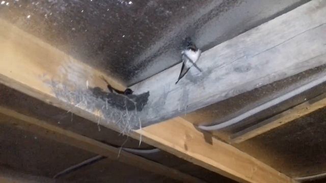 Ласточки свили гнездо прямо в сарае! смотреть онлайн