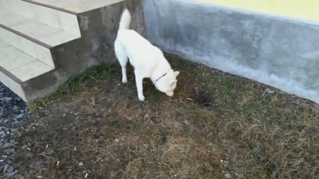 Приучил щенка Хаски выходить с вольера по команде "Можно" смотреть онлайн