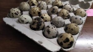 Инкубация перепелиных яиц из магазина на батареях. ПОЧЕМУ ПЕРЕПЕЛИНЫЕ? КАКИЕ ИМЕННО ЯЙЦА?"Селяночка